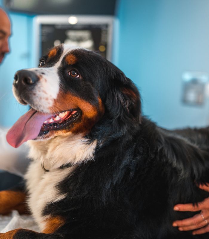 A dog sits on a table alongside a vet