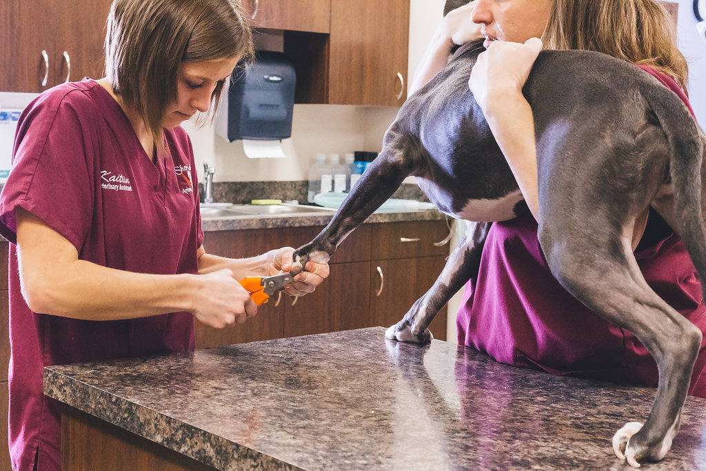 vets examining a dog