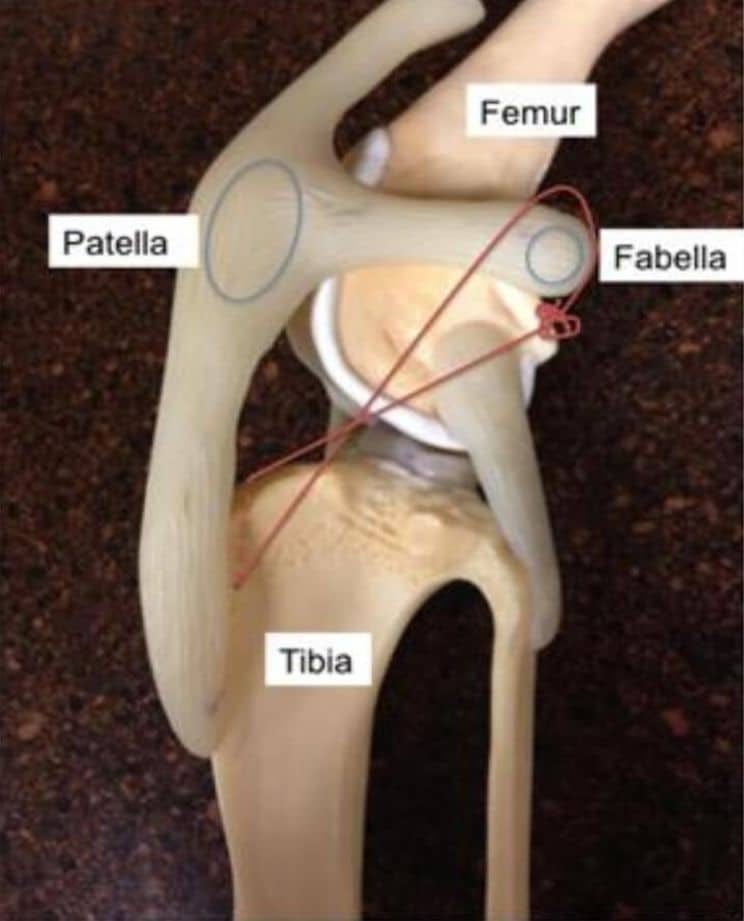 Diagram of the knee joint